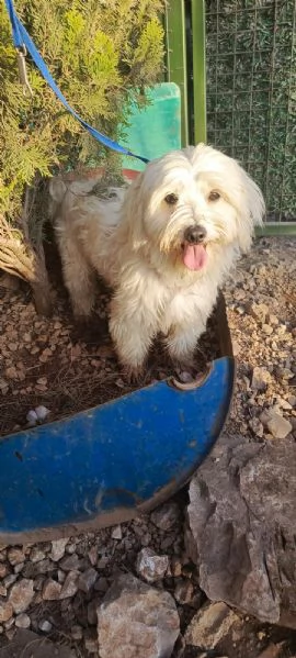 Splendido maltese  DIEGO | Foto 0