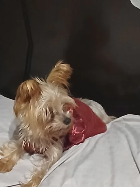 Splendida Yorkshire  YORKI | Foto 5