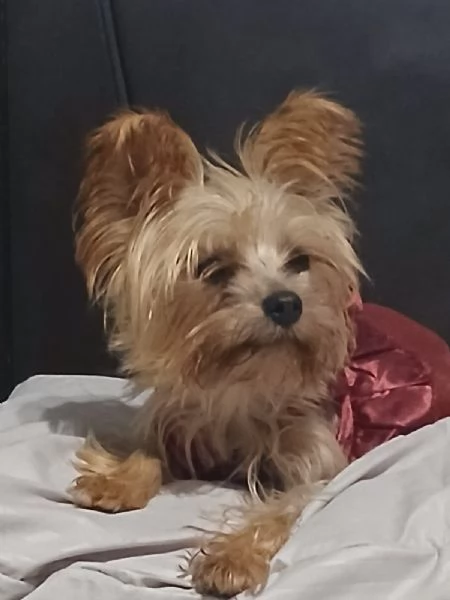 Splendida Yorkshire  YORKI | Foto 4