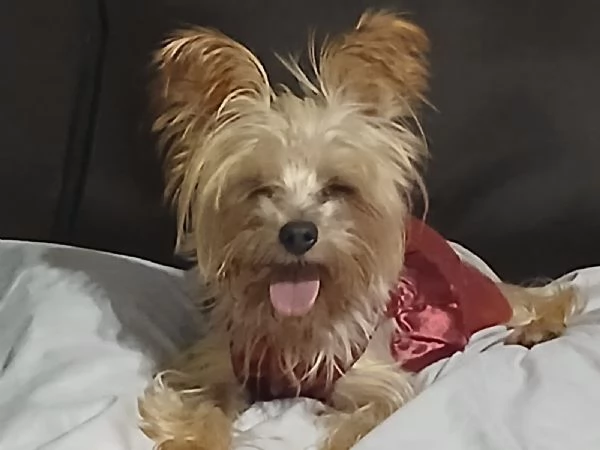 Splendida Yorkshire  YORKI | Foto 3