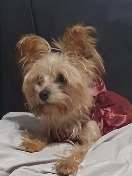 Splendida Yorkshire  YORKI | Foto 2