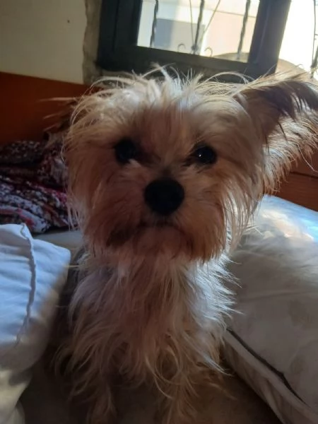 Splendida Yorkshire  YORKI | Foto 1