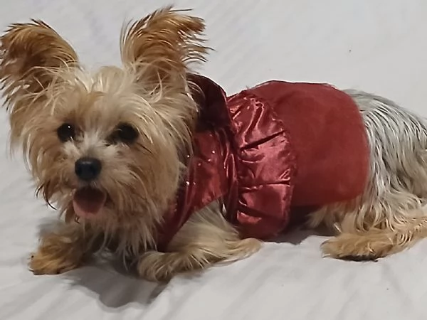 Splendida Yorkshire  YORKI | Foto 0