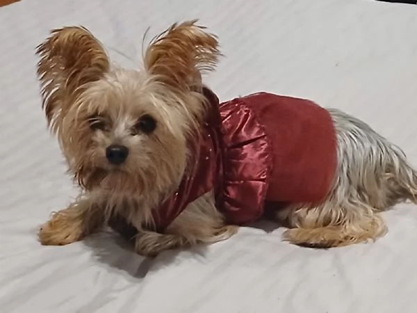 Splendida Yorkshire  YORKI