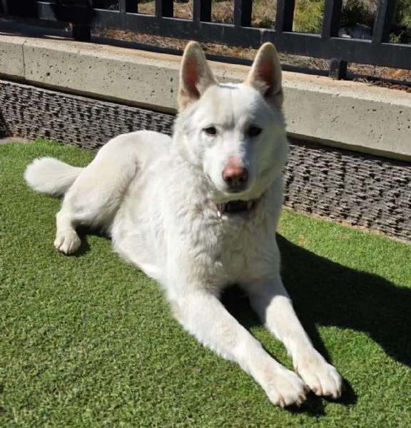 Splendida Simil Pastore Svizzero  SNOW | Foto 6