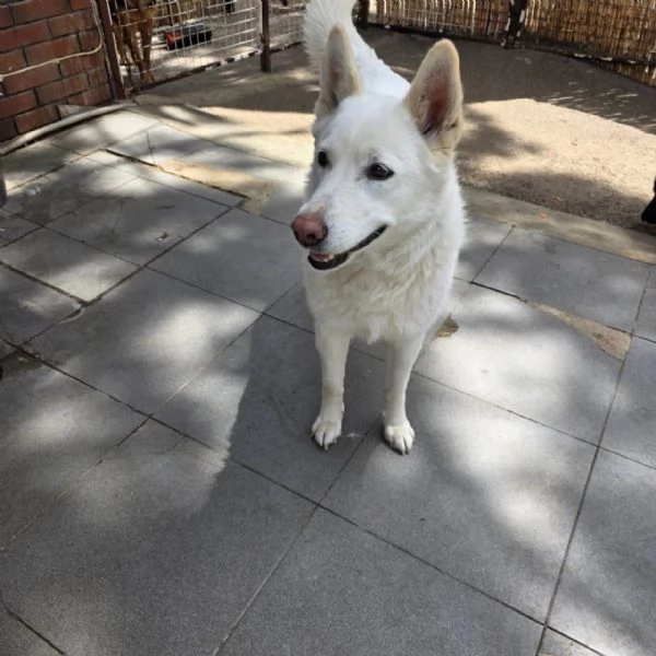 Splendida Simil Pastore Svizzero  SNOW | Foto 5