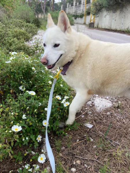 Splendida Simil Pastore Svizzero  SNOW | Foto 5