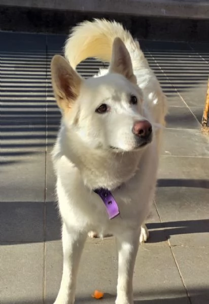 Splendida Simil Pastore Svizzero  SNOW