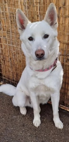 Splendida Simil Pastore Svizzero  SNOW | Foto 4