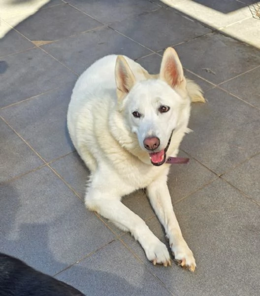 Splendida Simil Pastore Svizzero  SNOW | Foto 3