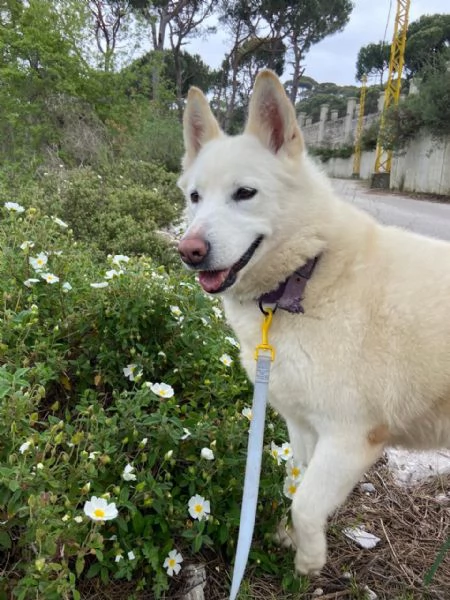 Splendida Simil Pastore Svizzero  SNOW | Foto 4