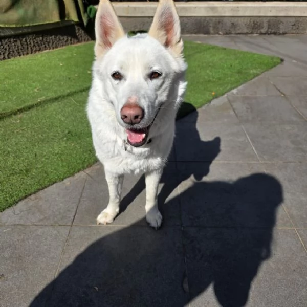 Splendida Simil Pastore Svizzero  SNOW | Foto 1