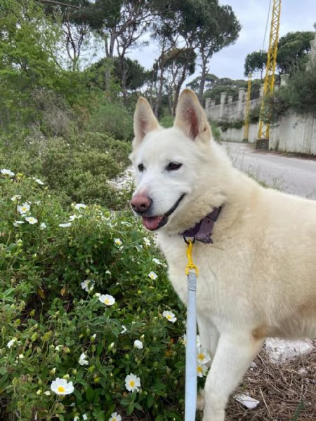 Splendida Simil Pastore Svizzero  SNOW | Foto 2