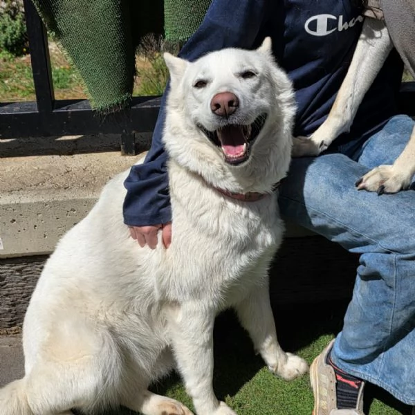 Splendida Simil Pastore Svizzero  SNOW | Foto 0