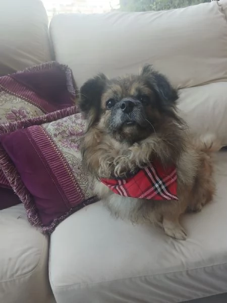 Peggy unamore di Pechinese | Foto 4