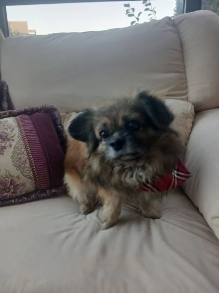 Peggy unamore di Pechinese | Foto 3