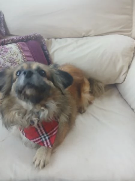 Peggy unamore di Pechinese | Foto 2