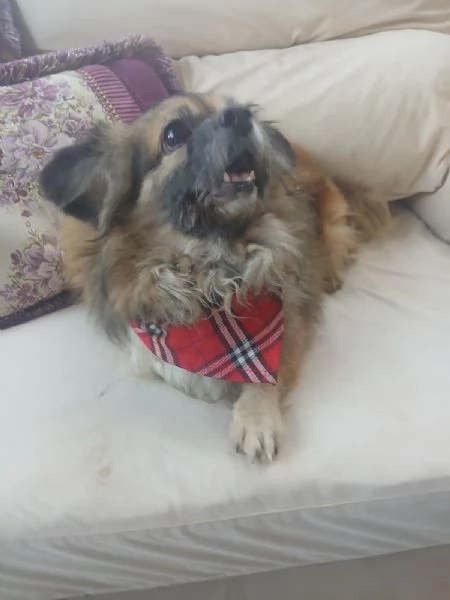 Peggy unamore di Pechinese | Foto 1