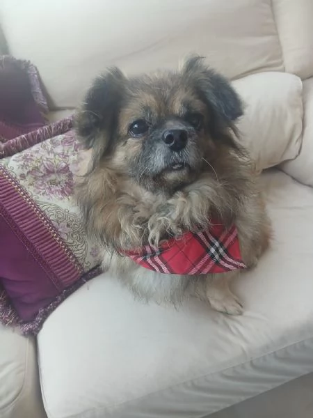 Peggy unamore di Pechinese | Foto 0