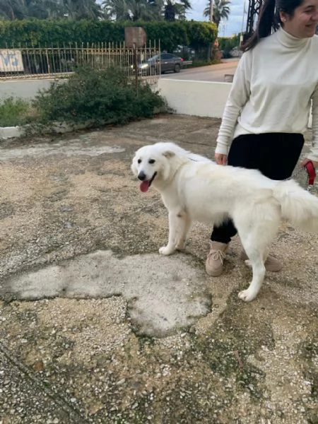 Guzzi buonissimo pastore svizzero | Foto 5