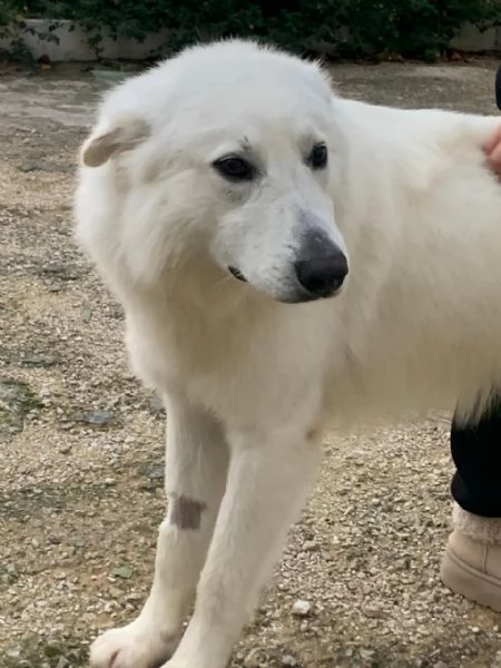 Guzzi buonissimo pastore svizzero | Foto 4