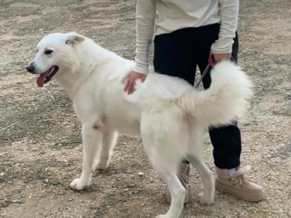 Guzzi buonissimo pastore svizzero | Foto 3