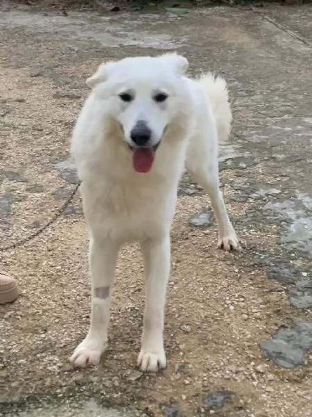 Guzzi buonissimo pastore svizzero | Foto 2