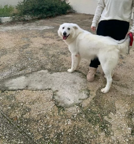 Guzzi buonissimo pastore svizzero | Foto 1