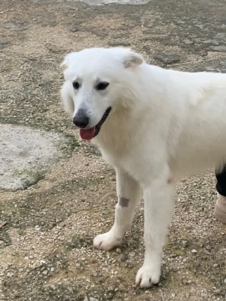 Guzzi buonissimo pastore svizzero | Foto 0