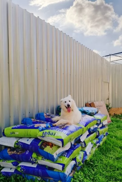 Gucci buonissimo pastore svizzero | Foto 1