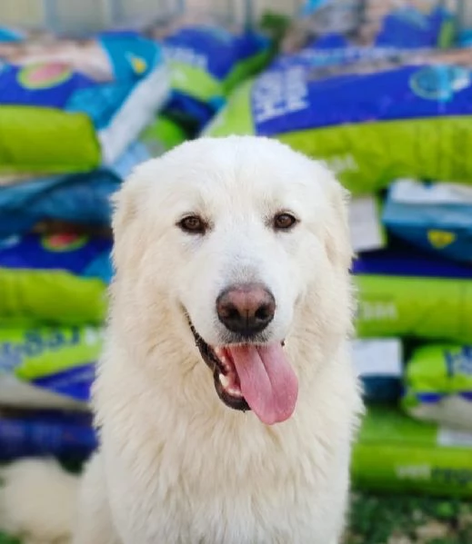 Gucci buonissimo pastore svizzero