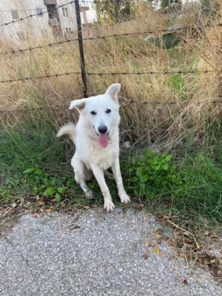 Guzzi buonissimo pastore svizzero