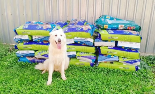 Gucci buonissimo pastore svizzero | Foto 0