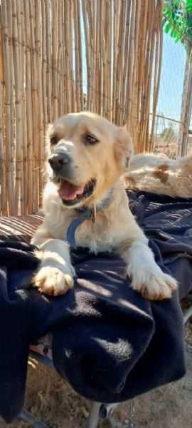 River un amore di simil Golden Retreiver | Foto 5