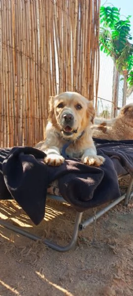 River un amore di simil Golden Retreiver | Foto 4