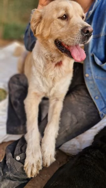 River un amore di simil Golden Retreiver | Foto 3