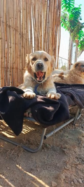 River un amore di simil Golden Retreiver | Foto 2