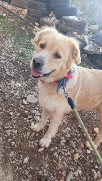 River un amore di simil Golden Retreiver | Foto 1