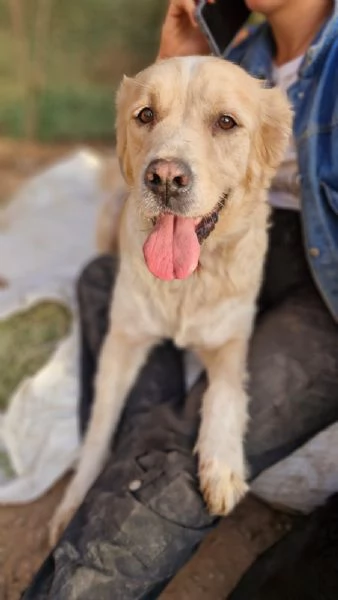 River un amore di simil Golden Retreiver | Foto 0