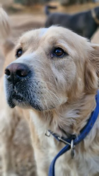 River un amore di simil Golden Retreiver