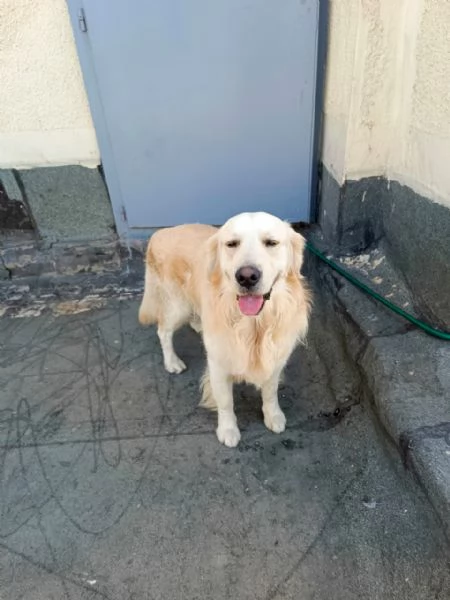 Max un amore di Golden Retriever | Foto 6