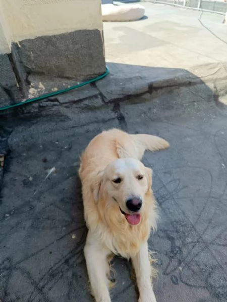 Max un amore di Golden Retriever | Foto 5