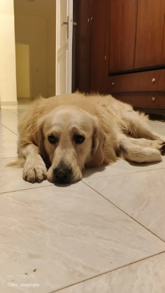 Max un amore di Golden Retriever | Foto 4