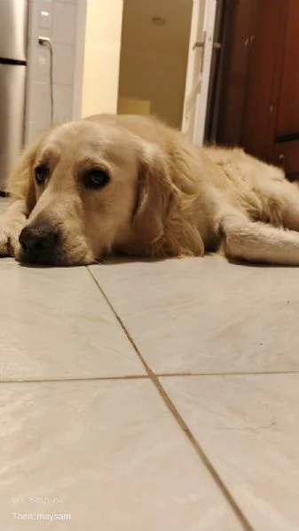 Max un amore di Golden Retriever | Foto 1