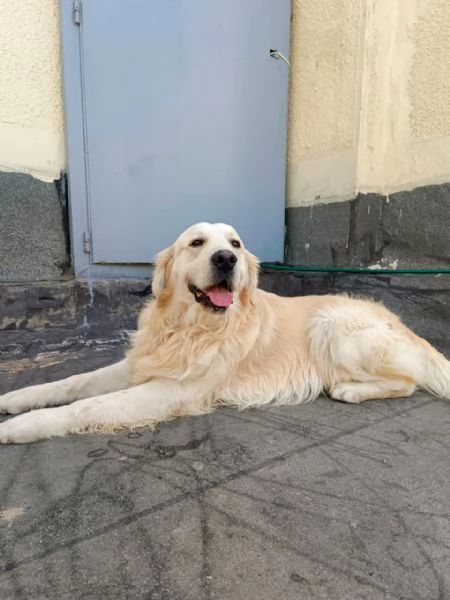 Max un amore di Golden Retriever