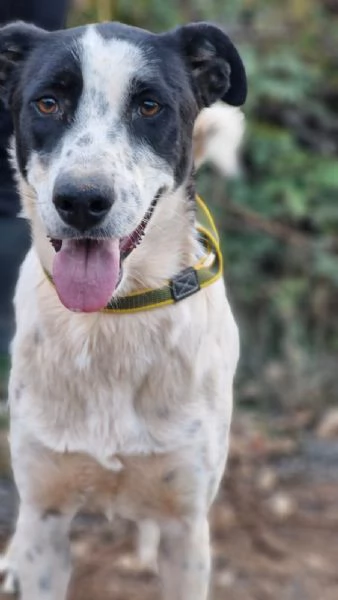 Daisy una meticcia adorabile | Foto 4