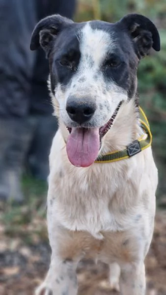 Daisy una meticcia adorabile