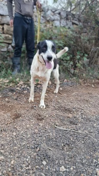 Daisy una meticcia adorabile | Foto 3