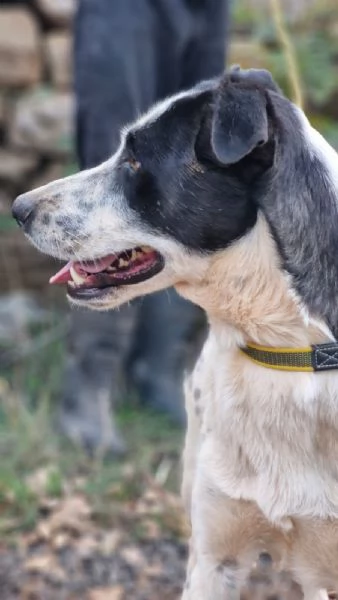 Daisy una meticcia adorabile | Foto 2