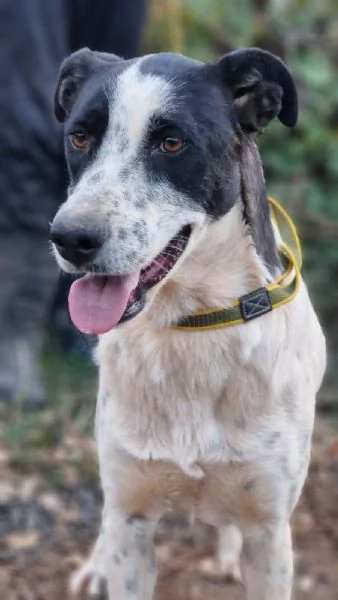 Daisy una meticcia adorabile | Foto 1